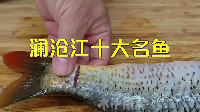 瀾滄江龍魚有哪些生活習性？（滄江龍魚的生活習性） 瀾滄江龍魚有哪些生活習性？（滄江龍魚的生活習性） 龍魚百科 第1張