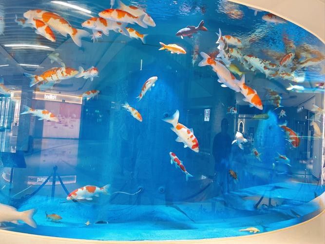 南匯哪個(gè)水族館龍魚好？祥龍魚場(chǎng)龍魚（上海海洋水族館舉辦龍年新春“龍魚”主題特別活動(dòng)）