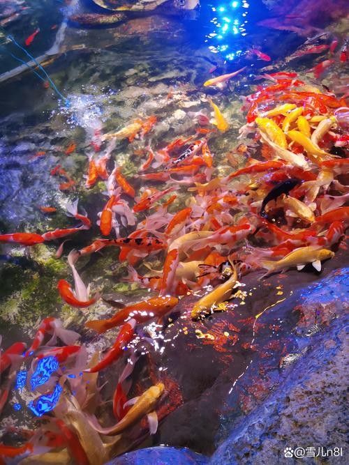 南匯哪個(gè)水族館龍魚好？祥龍魚場(chǎng)龍魚（上海海洋水族館舉辦龍年新春“龍魚”主題特別活動(dòng)）