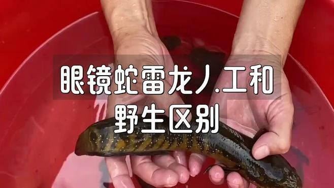如何區分廣東野生雷龍魚的稀有品種（如何區分野生雷龍魚的稀有品種）
