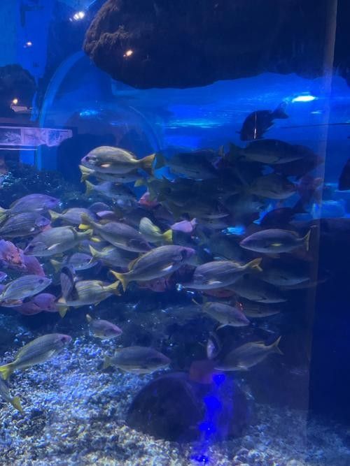 伊春區哪個水族館龍魚好？祥龍魚場龍魚（五營紅松林海景區的生態體驗項目有哪些祥龍魚場龍魚價格如何）