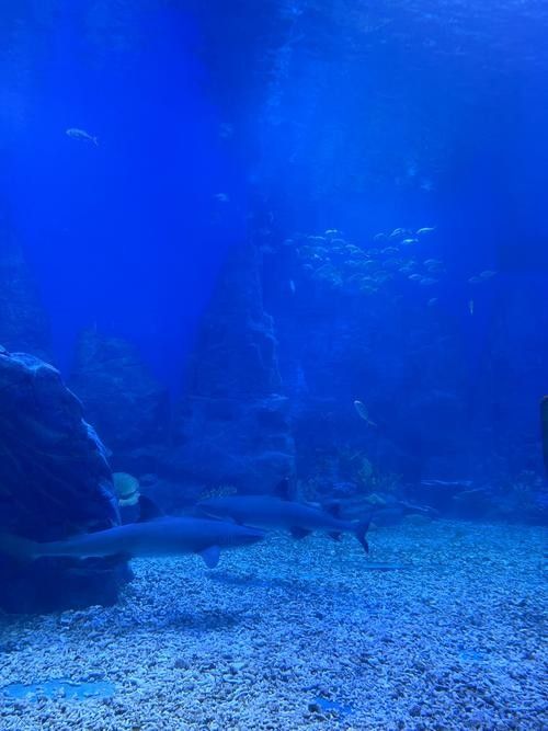 伊春區哪個水族館龍魚好？祥龍魚場龍魚（五營紅松林海景區的生態體驗項目有哪些祥龍魚場龍魚價格如何）