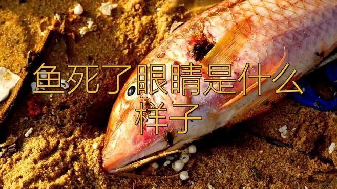 龍魚眼珠發白多久會死（龍魚眼珠發白是怎么回事） 龍魚眼珠發白多久會死（龍魚眼珠發白是怎么回事） 龍魚百科 第2張
