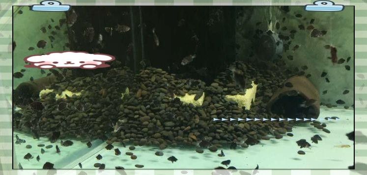 虎斑恐龍魚繁殖困難嗎（虎斑恐龍魚的繁殖與養殖指南）