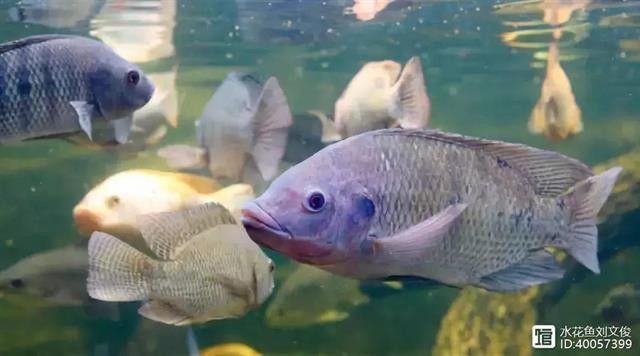 白膜病是否會傳染給其他魚（39健康網(wǎng)，簡析兩大類魚病的病原來源和傳播方式）