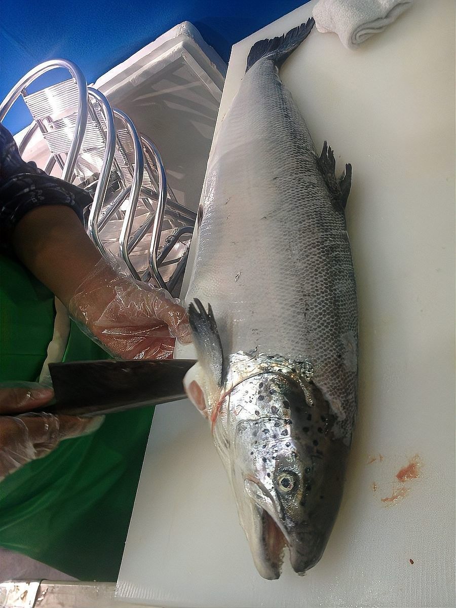 龍魚腸炎復(fù)發(fā)會自愈嗎（魚得了腸炎會自愈嗎）