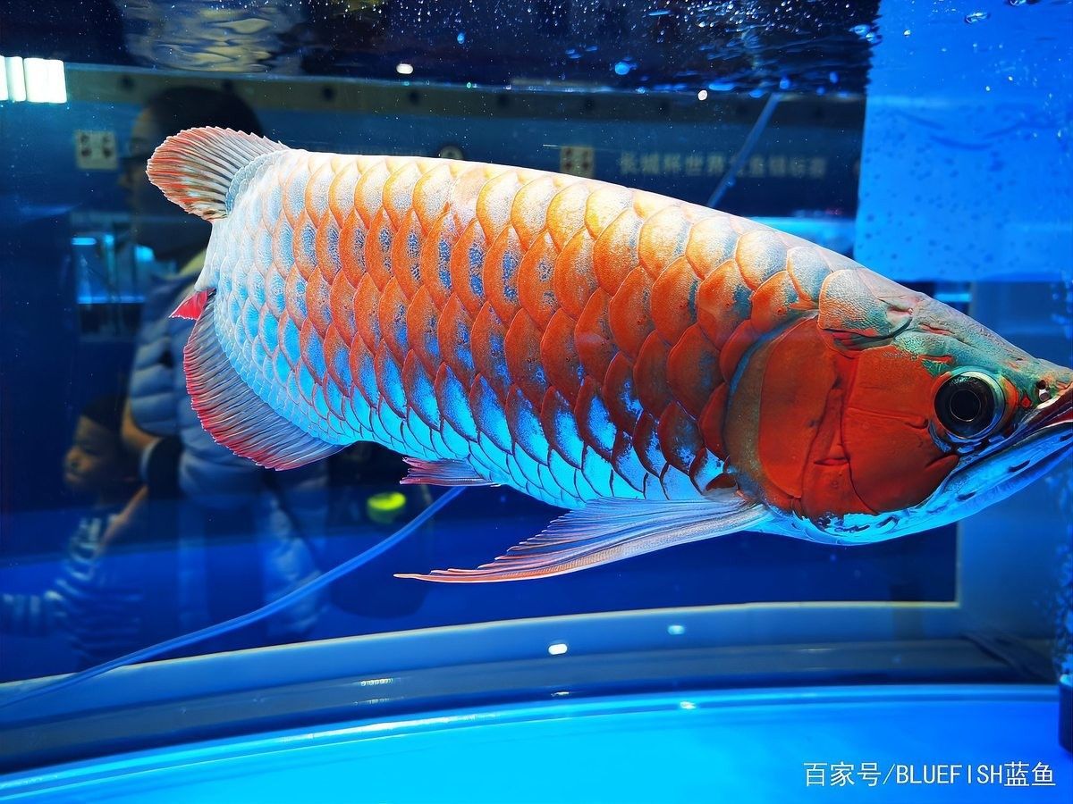 如何選擇適合紅龍魚(yú)的造浪泵？（適合紅龍魚(yú)的造浪泵）