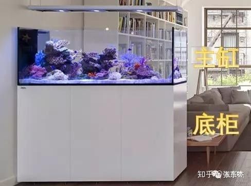 如何選擇適合紅龍魚(yú)的造浪泵？（適合紅龍魚(yú)的造浪泵）