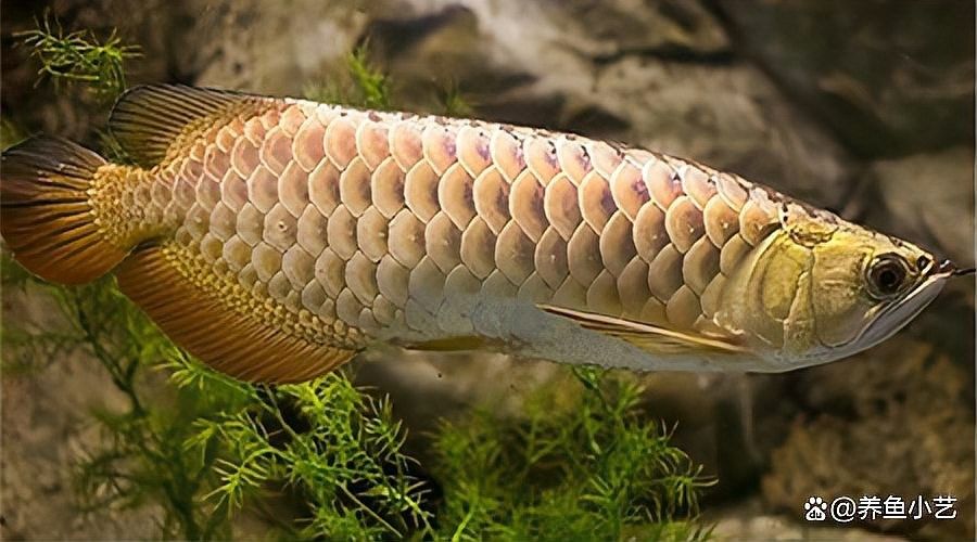 龍魚夏季喂食時需要注意什么（養龍魚需要注意什么） 龍魚夏季喂食時需要注意什么（養龍魚需要注意什么） 龍魚百科 第6張