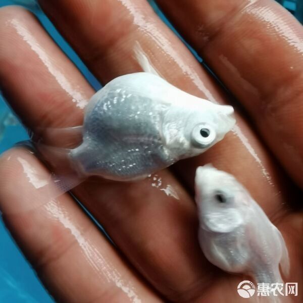 蝴蝶鯉和龍魚哪個更貴（蝴蝶鯉和龍魚哪個好養蝴蝶鯉好養嗎養魚需注意這幾點） 蝴蝶鯉和龍魚哪個更貴（蝴蝶鯉和龍魚哪個好養蝴蝶鯉好養嗎養魚需注意這幾點） 龍魚百科 第7張