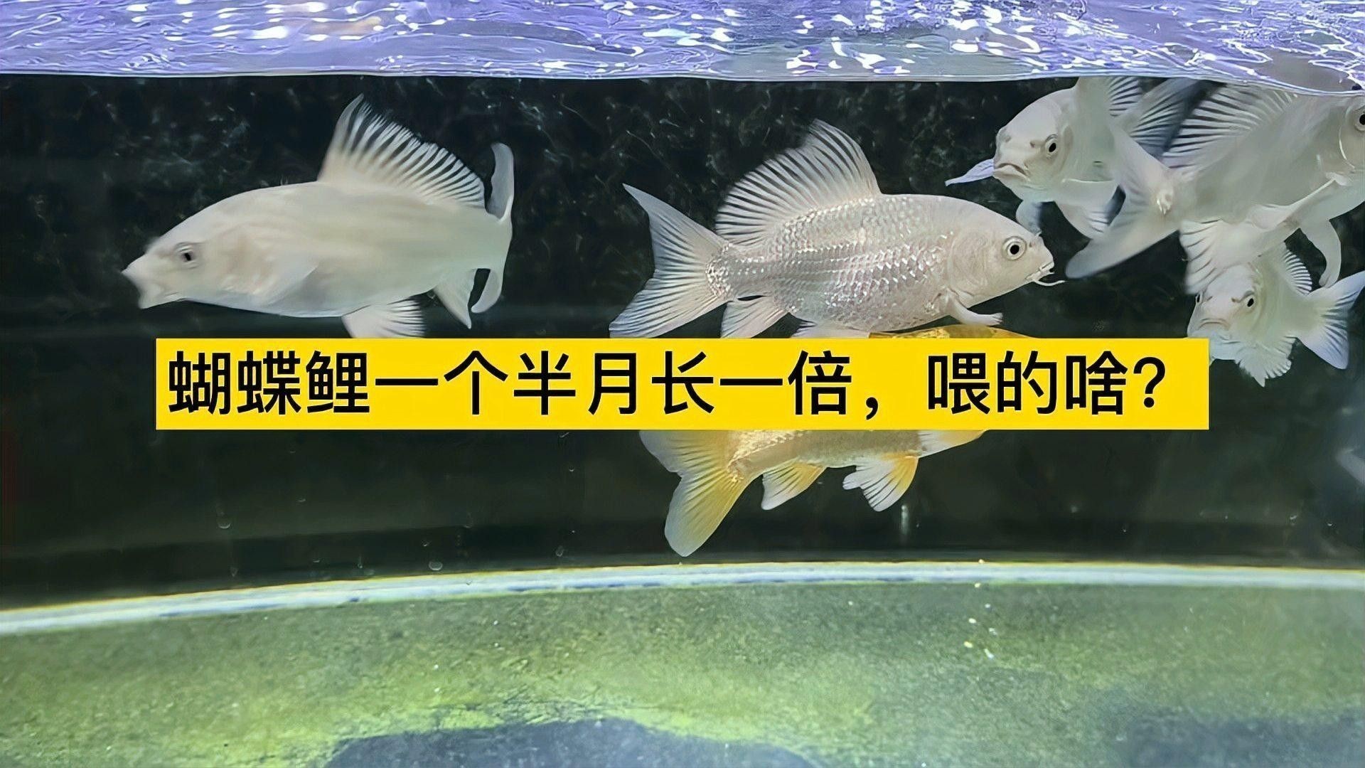 蝴蝶鯉和龍魚哪個更貴（蝴蝶鯉和龍魚哪個好養蝴蝶鯉好養嗎養魚需注意這幾點） 蝴蝶鯉和龍魚哪個更貴（蝴蝶鯉和龍魚哪個好養蝴蝶鯉好養嗎養魚需注意這幾點） 龍魚百科 第3張