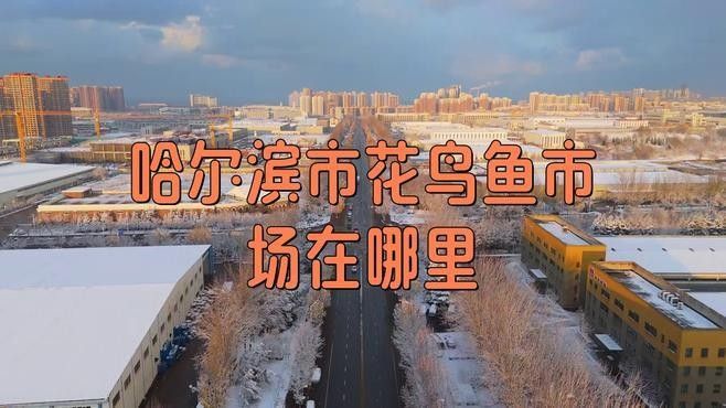 如何聯(lián)系哈爾濱大發(fā)花鳥(niǎo)魚(yú)大市場(chǎng)（哈爾濱大發(fā)花鳥(niǎo)魚(yú)大市場(chǎng)如何聯(lián)系？） 如何聯(lián)系哈爾濱大發(fā)花鳥(niǎo)魚(yú)大市場(chǎng)（哈爾濱大發(fā)花鳥(niǎo)魚(yú)大市場(chǎng)如何聯(lián)系？） 龍魚(yú)百科 第2張
