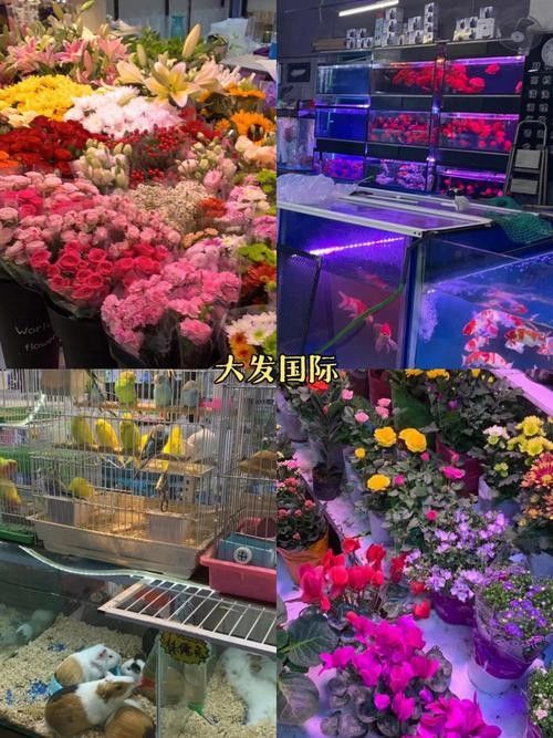 如何聯(lián)系哈爾濱大發(fā)花鳥(niǎo)魚(yú)大市場(chǎng)（哈爾濱大發(fā)花鳥(niǎo)魚(yú)大市場(chǎng)如何聯(lián)系？） 如何聯(lián)系哈爾濱大發(fā)花鳥(niǎo)魚(yú)大市場(chǎng)（哈爾濱大發(fā)花鳥(niǎo)魚(yú)大市場(chǎng)如何聯(lián)系？） 龍魚(yú)百科 第5張