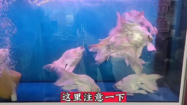 龍魚殺菌燈多久換一次？（關于龍魚殺菌燈更換頻率的摘要：龍魚殺菌燈更換頻率）