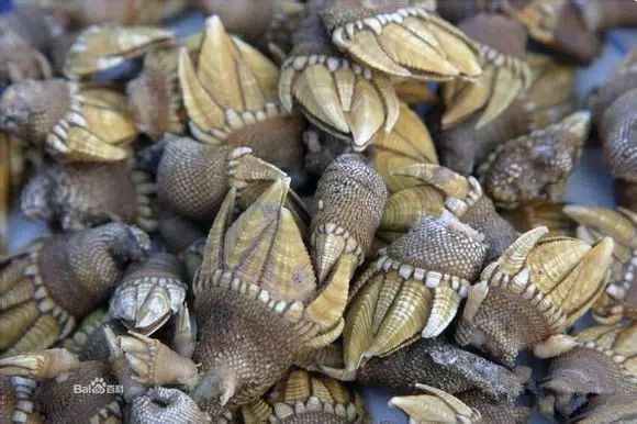 北海龍魚有哪些品種？（北海龍魚哪個品種最受歡迎，） 北海龍魚有哪些品種？（北海龍魚哪個品種最受歡迎，） 龍魚百科 第7張
