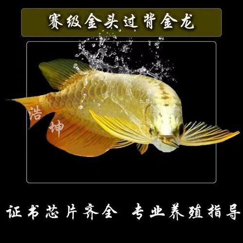 如何判斷金頭金龍是否被染色？（判斷金頭金龍是否被染色）