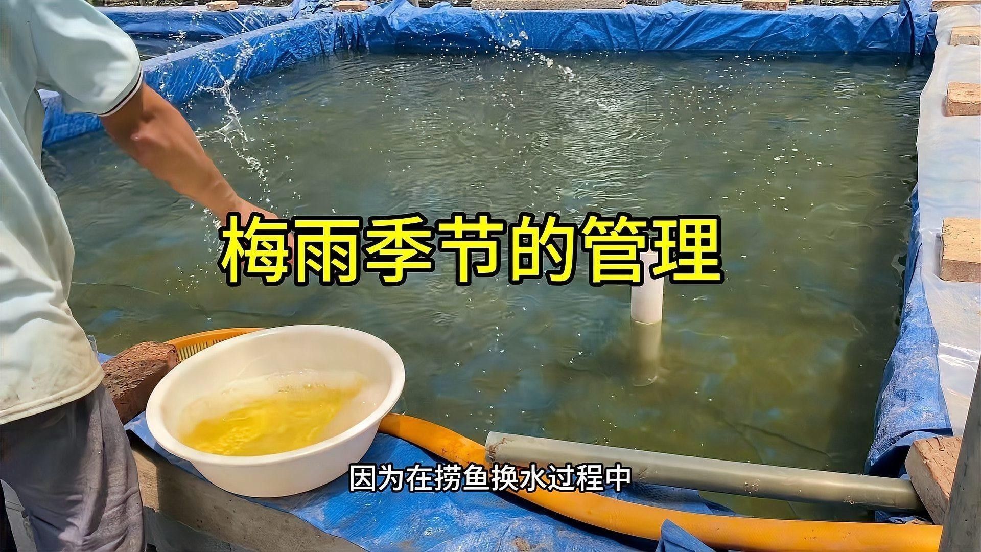 梅雨季節如何換水（梅雨季節如何換水？）
