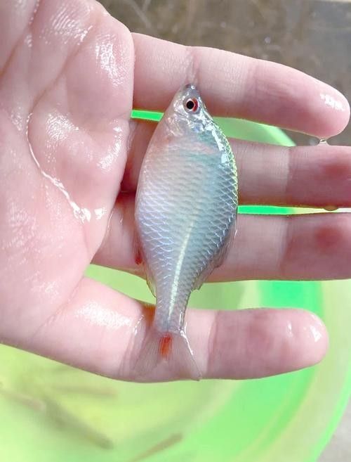 龍魚鰓蓋白色絮狀物會復(fù)發(fā)嗎，祥龍魚鰓蓋出現(xiàn)白色絮狀物可能是由多種原因引起的 龍魚鰓蓋白色絮狀物會復(fù)發(fā)嗎，祥龍魚鰓蓋出現(xiàn)白色絮狀物可能是由多種原因引起的 龍魚百科 第2張