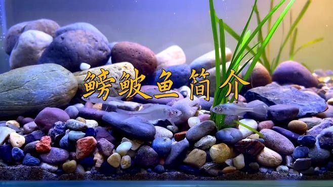 如何判斷鳑鲏魚是否新鮮？（如何判斷[需手動填充][需手動填充]魚新鮮度）