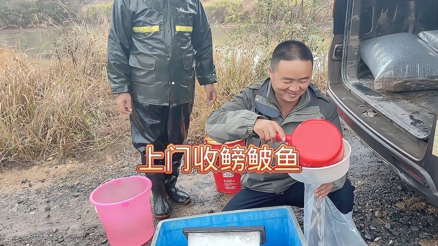 如何判斷鳑鲏魚是否新鮮？（如何判斷[需手動填充][需手動填充]魚新鮮度）
