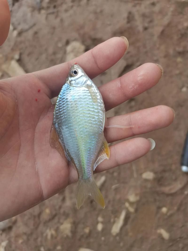 如何判斷鳑鲏魚是否新鮮？（如何判斷[需手動填充][需手動填充]魚新鮮度）