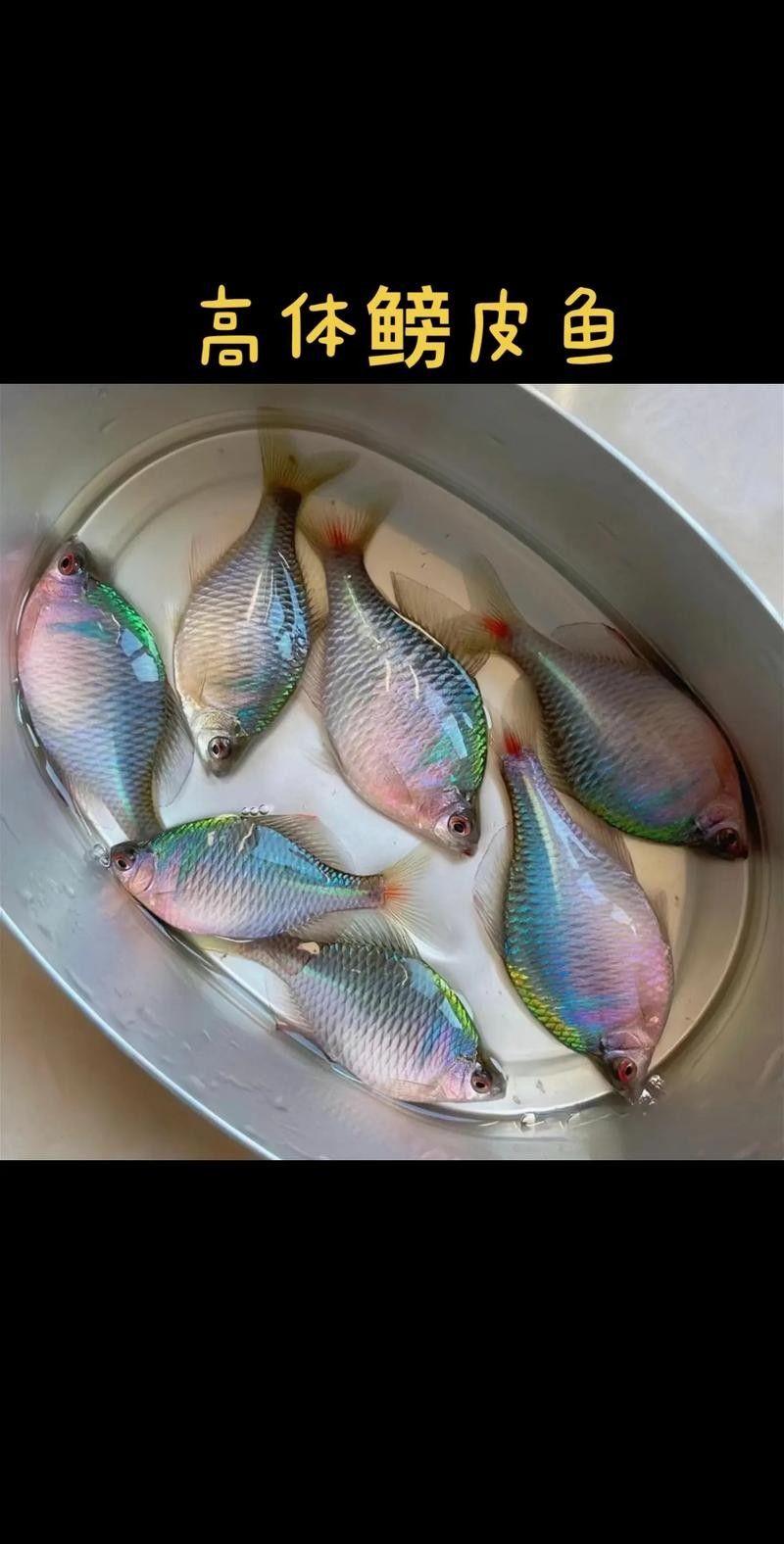 如何判斷鳑鲏魚是否新鮮？（如何判斷[需手動填充][需手動填充]魚新鮮度）