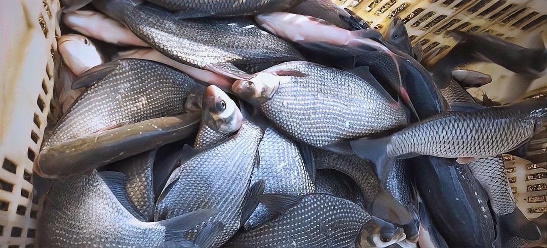如何判斷鳑鲏魚是否新鮮？（如何判斷[需手動填充][需手動填充]魚新鮮度）