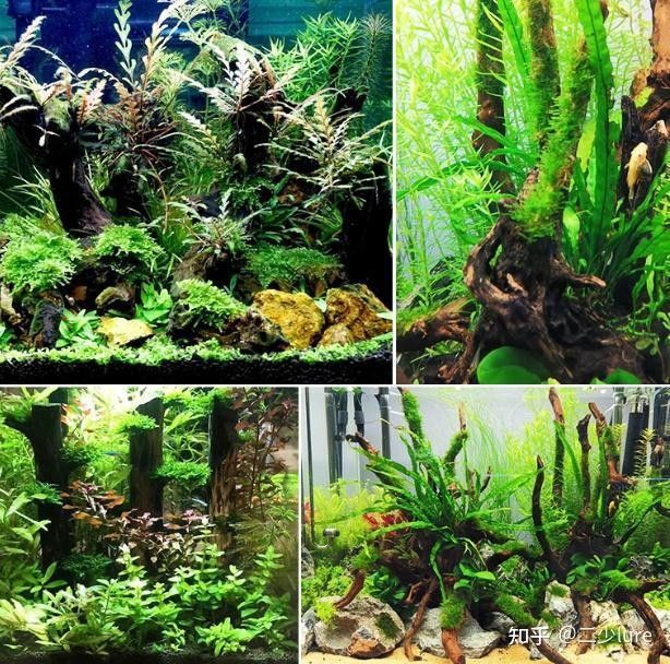 如何挑選高質量的龍魚缸沉木（如何挑選一個令自己驚艷的魚缸之沉木）