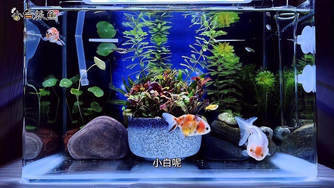 如何預(yù)防小魚疾病？（三農(nóng)科普|災(zāi)后養(yǎng)殖魚常見22種魚病防治方法匯總）