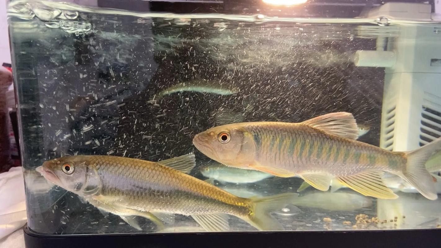 哪里可以找到更多馬古龍魚圖片（如何找到馬古龍魚圖片） 哪里可以找到更多馬古龍魚圖片（如何找到馬古龍魚圖片） 龍魚百科 第10張