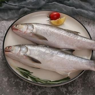 哪里可以找到更多馬古龍魚圖片（如何找到馬古龍魚圖片） 哪里可以找到更多馬古龍魚圖片（如何找到馬古龍魚圖片） 龍魚百科 第6張