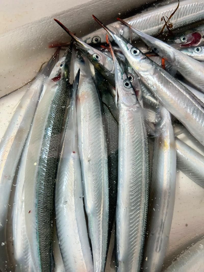 哪里可以找到更多馬古龍魚圖片（如何找到馬古龍魚圖片） 哪里可以找到更多馬古龍魚圖片（如何找到馬古龍魚圖片） 龍魚百科 第8張