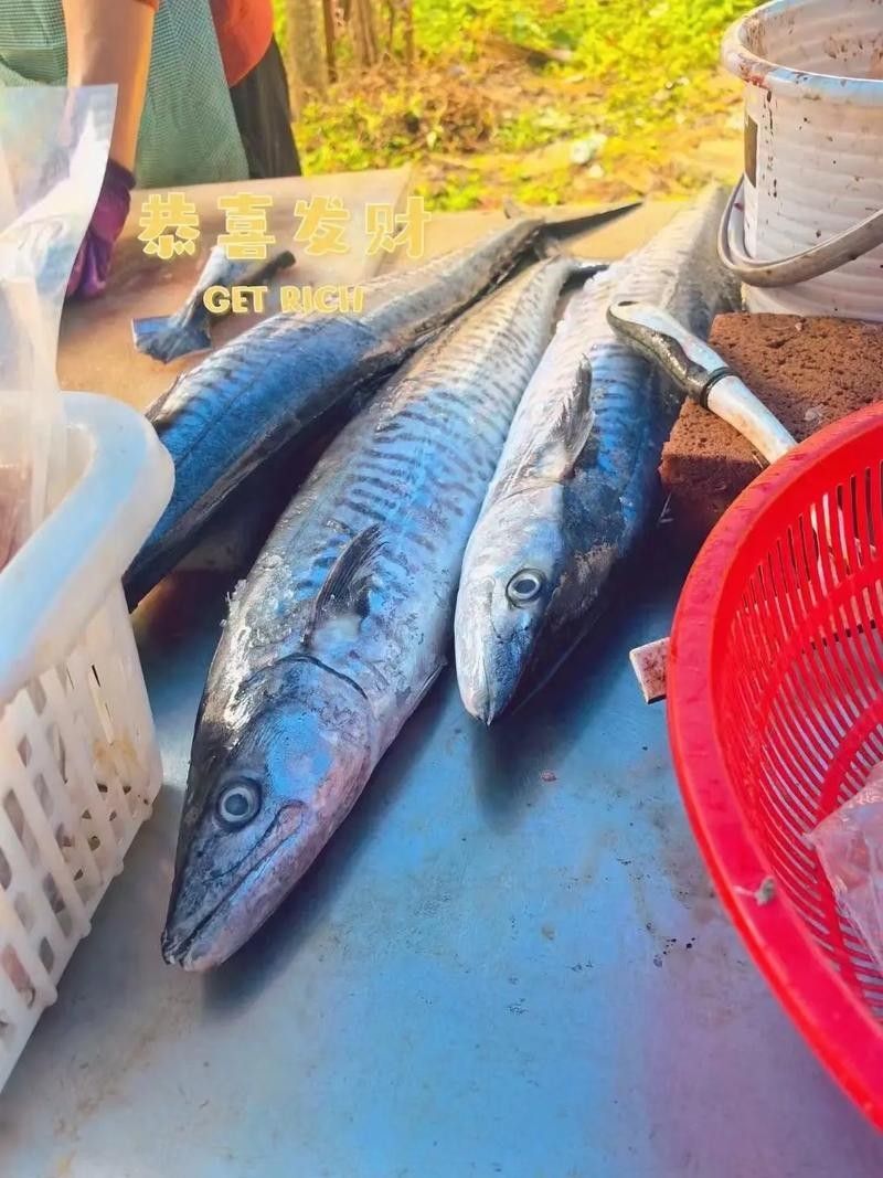 哪里可以找到更多馬古龍魚圖片（如何找到馬古龍魚圖片） 哪里可以找到更多馬古龍魚圖片（如何找到馬古龍魚圖片） 龍魚百科 第14張