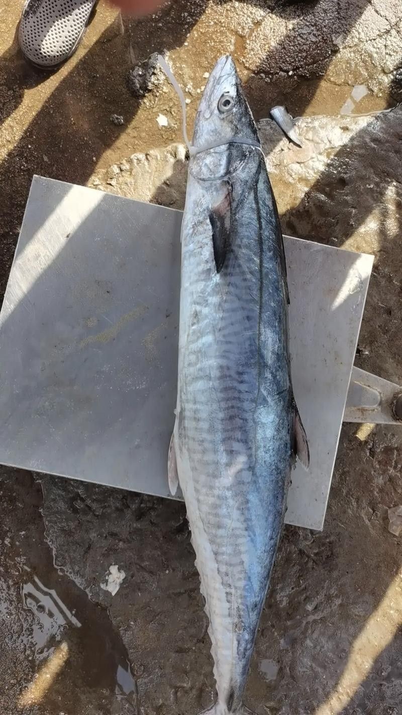 哪里可以找到更多馬古龍魚圖片（如何找到馬古龍魚圖片） 哪里可以找到更多馬古龍魚圖片（如何找到馬古龍魚圖片） 龍魚百科 第9張
