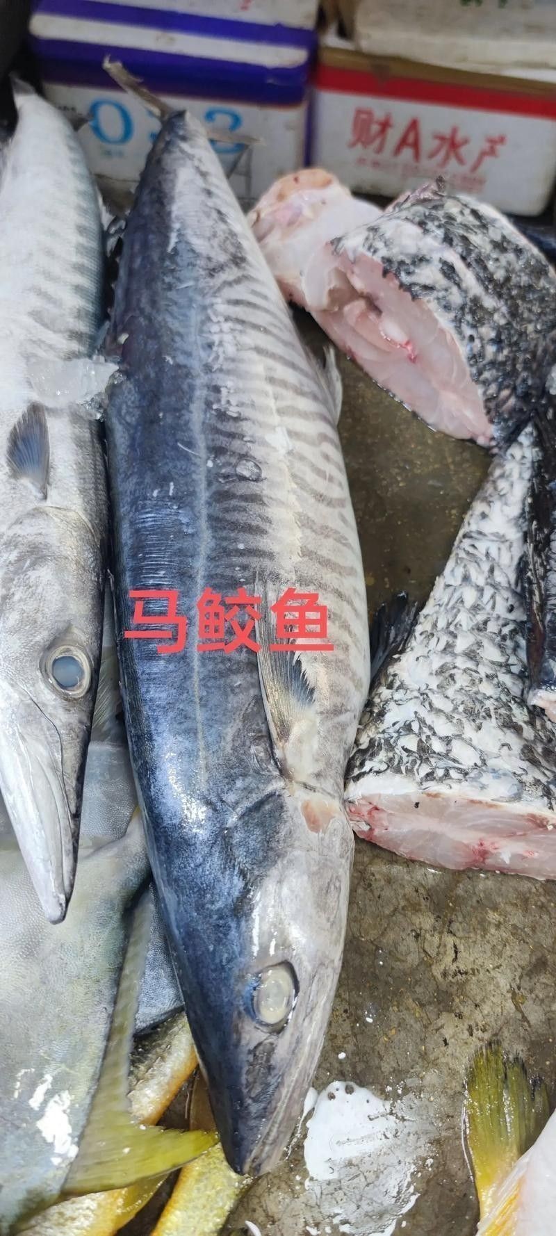 哪里可以找到更多馬古龍魚圖片（如何找到馬古龍魚圖片） 哪里可以找到更多馬古龍魚圖片（如何找到馬古龍魚圖片） 龍魚百科 第5張