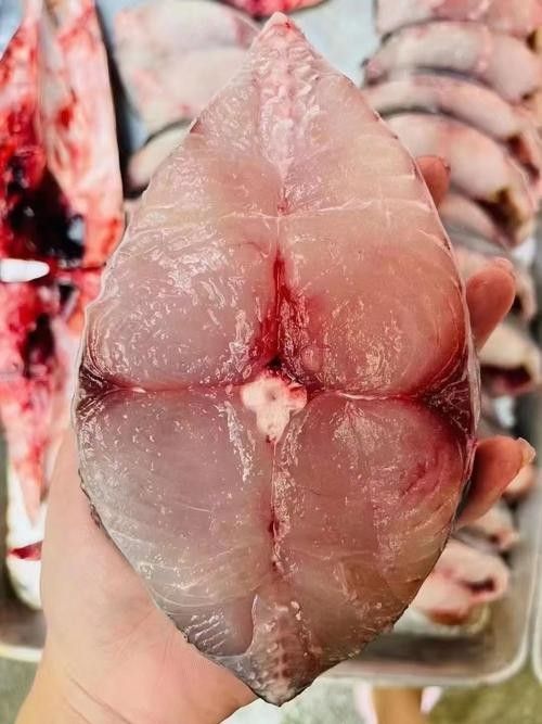 哪里可以找到更多馬古龍魚圖片（如何找到馬古龍魚圖片） 哪里可以找到更多馬古龍魚圖片（如何找到馬古龍魚圖片） 龍魚百科 第16張
