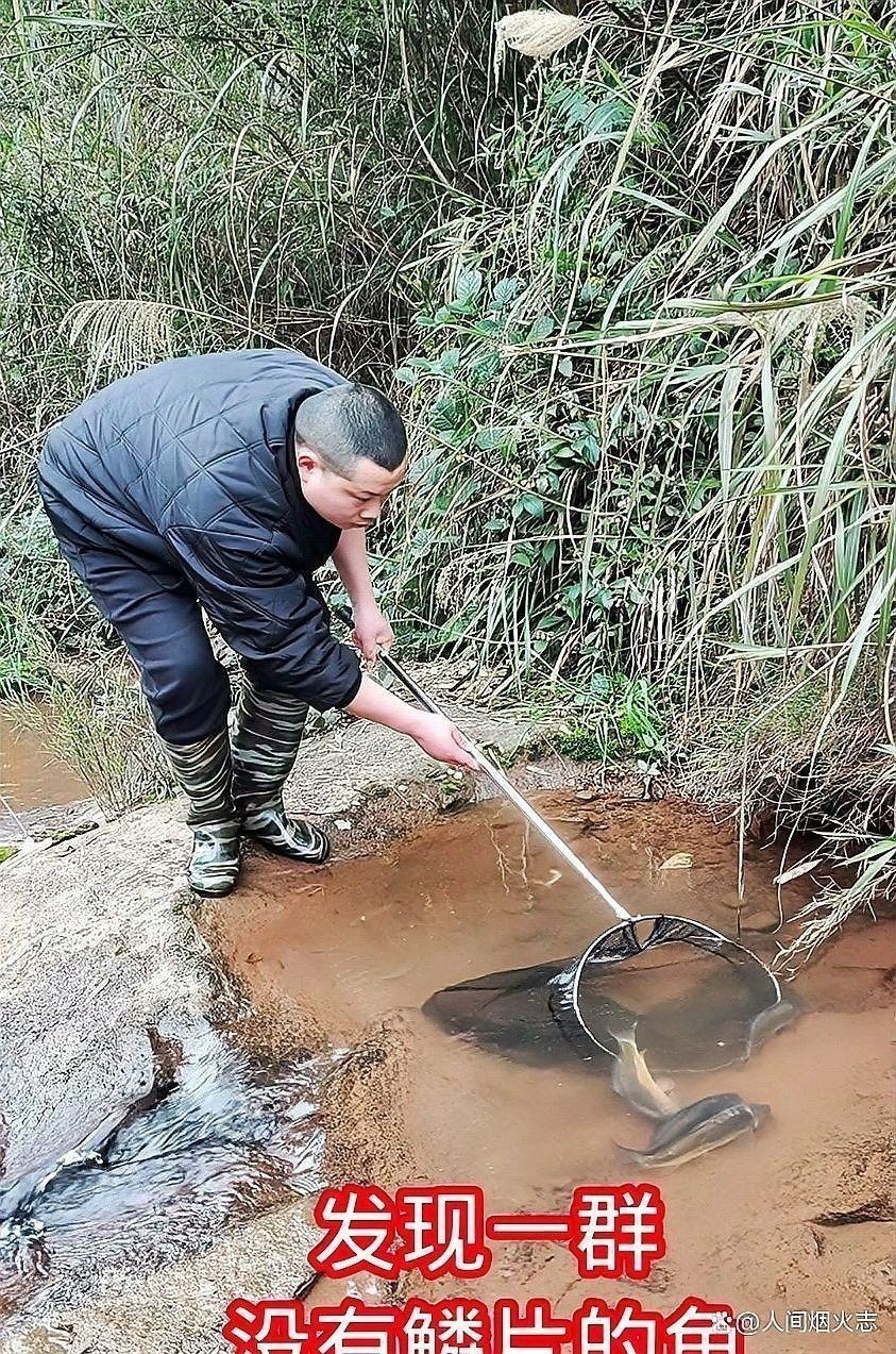 哪里可以找到更多馬古龍魚圖片（如何找到馬古龍魚圖片） 哪里可以找到更多馬古龍魚圖片（如何找到馬古龍魚圖片） 龍魚百科 第31張
