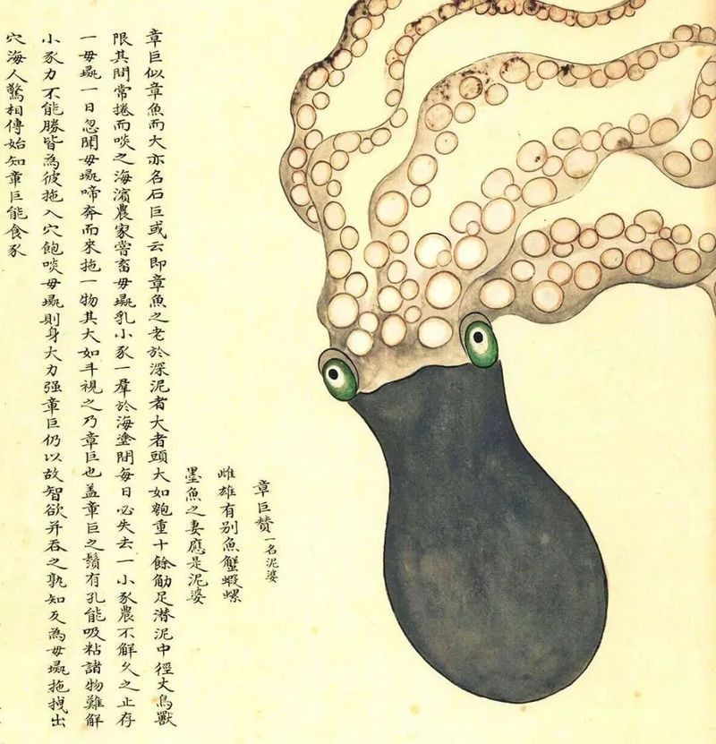 哪里可以找到更多馬古龍魚圖片（如何找到馬古龍魚圖片） 哪里可以找到更多馬古龍魚圖片（如何找到馬古龍魚圖片） 龍魚百科 第32張