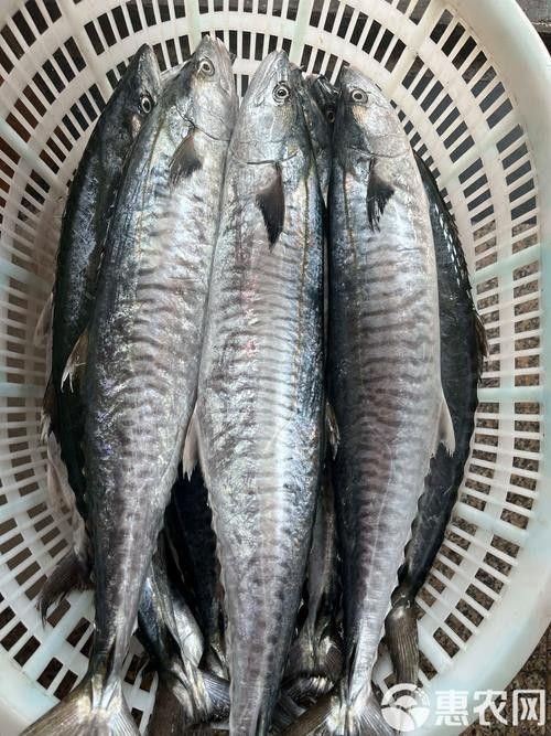 哪里可以找到更多馬古龍魚圖片（如何找到馬古龍魚圖片） 哪里可以找到更多馬古龍魚圖片（如何找到馬古龍魚圖片） 龍魚百科 第24張