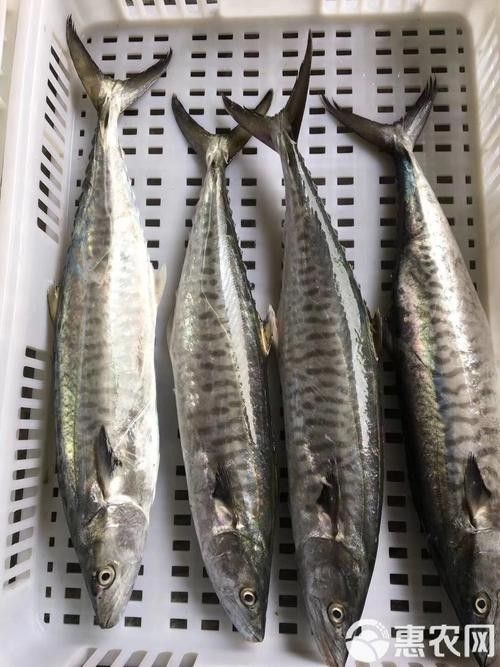 哪里可以找到更多馬古龍魚圖片（如何找到馬古龍魚圖片） 哪里可以找到更多馬古龍魚圖片（如何找到馬古龍魚圖片） 龍魚百科 第25張