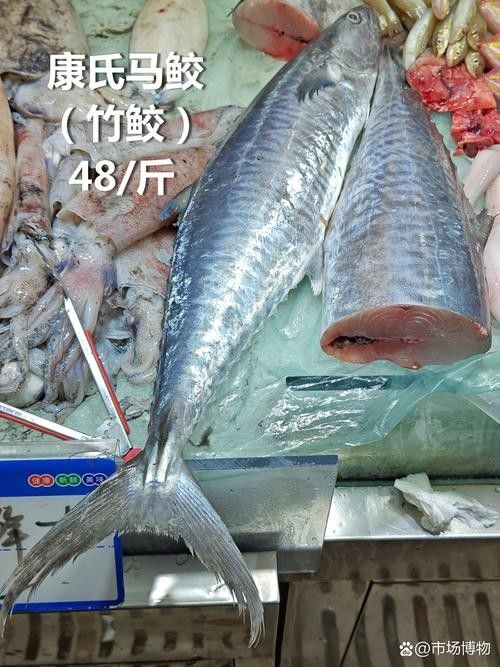 哪里可以找到更多馬古龍魚圖片（如何找到馬古龍魚圖片） 哪里可以找到更多馬古龍魚圖片（如何找到馬古龍魚圖片） 龍魚百科 第23張