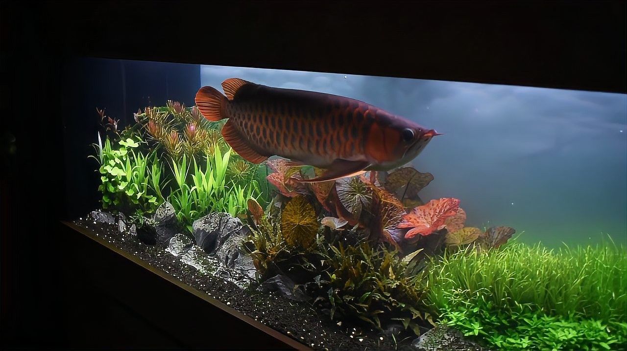 哪種水草適合與龍魚混養？（幾種適合與龍魚混養的水草種類及其特點及其特點）