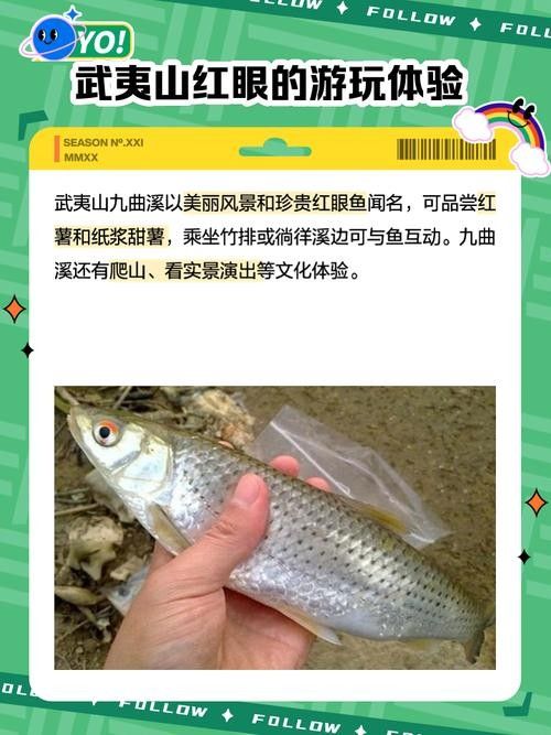 如何預防紅眼恐龍魚疾病（預防紅眼恐龍魚疾病的建議）