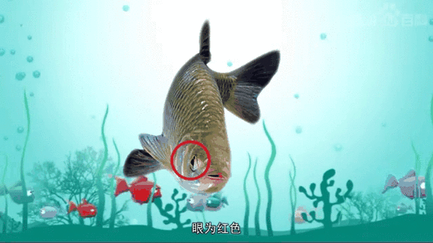 如何預防紅眼恐龍魚疾?。A防紅眼恐龍魚疾病的建議）