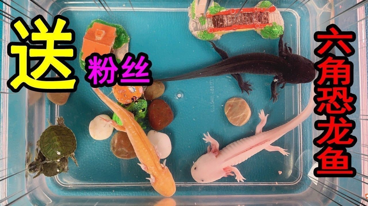 如何預防紅眼恐龍魚疾?。A防紅眼恐龍魚疾病的建議）