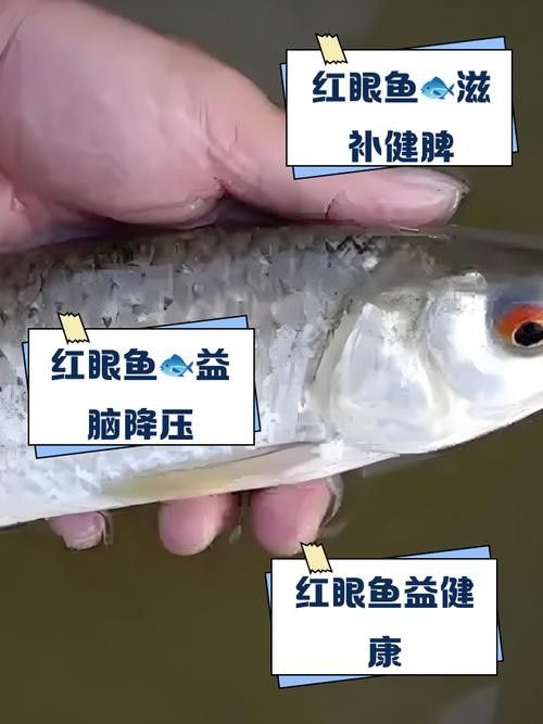 如何預防紅眼恐龍魚疾?。A防紅眼恐龍魚疾病的建議）
