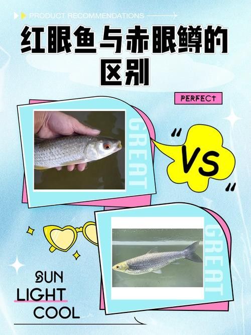 如何預防紅眼恐龍魚疾?。A防紅眼恐龍魚疾病的建議）