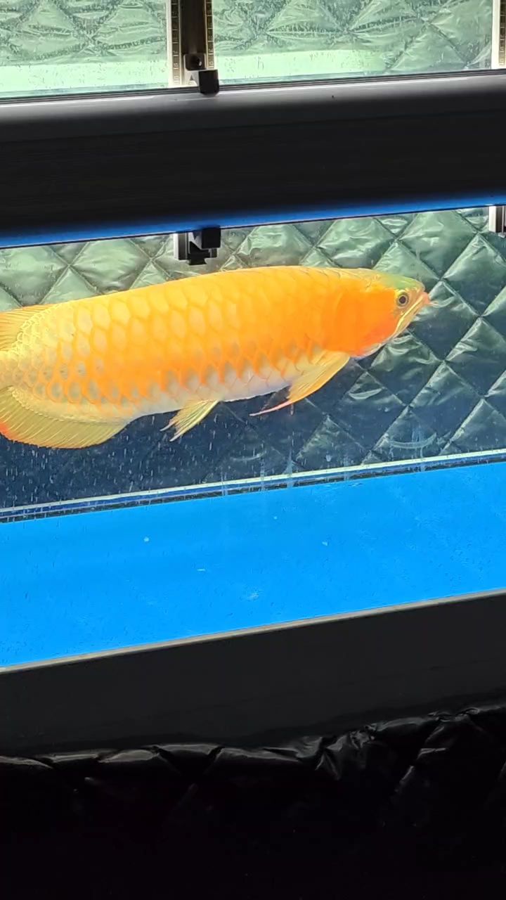 打卡（關于打卡現象的簡介）
