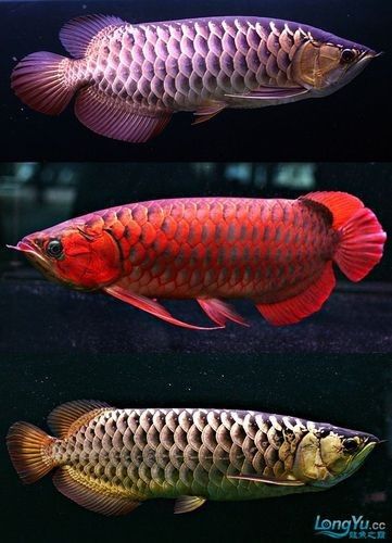 龍魚之巔論壇有高清紅龍魚壁紙嗎(“龍魚之巔論壇紅龍魚壁紙”高清圖片和壁紙素材整理) 龍魚百科 第11張 龍魚之巔論壇有高清紅龍魚壁紙嗎(“龍魚之巔論壇紅龍魚壁紙”高清圖片和壁紙素材整理) 龍魚之巔論壇有高清紅龍魚壁紙嗎(“龍魚之巔論壇紅龍魚壁紙”高清圖片和壁紙素材整理) 龍魚百科 第11張