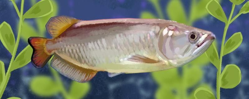 如何區分星點龍魚和斑紋龍魚？（星點龍魚和斑紋龍魚有什么區別）